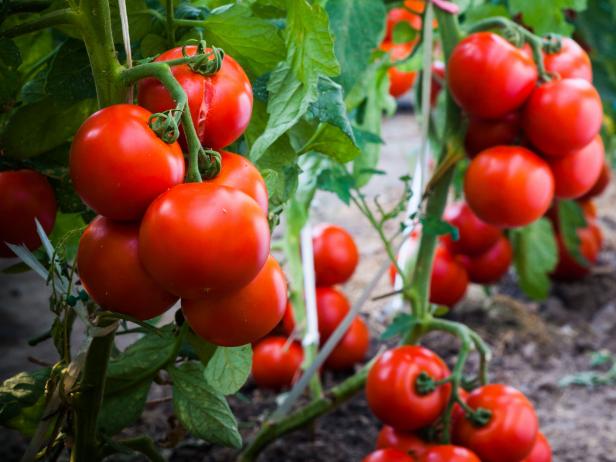 Что такое детерминантные и индетерминантные сорта томатов