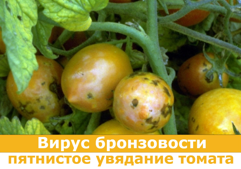 Симптоми вірусу на томатах