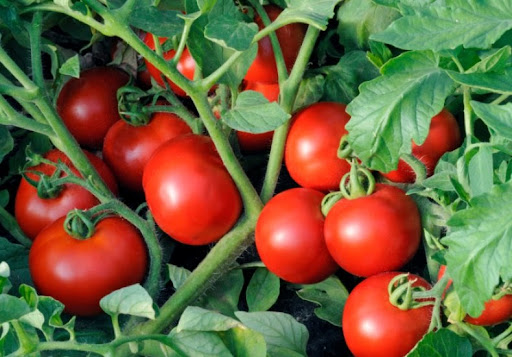 Что такое детерминантные и индетерминантные сорта томатов