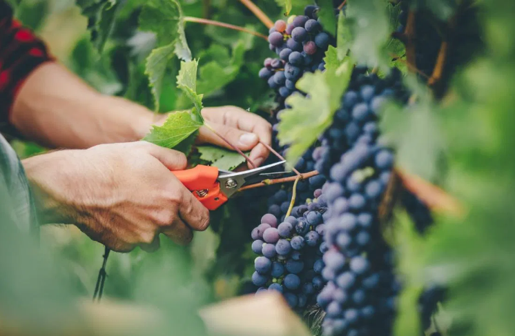Препараты для обработки винограда: как выбрать и использовать ᐉ Блог Agriks