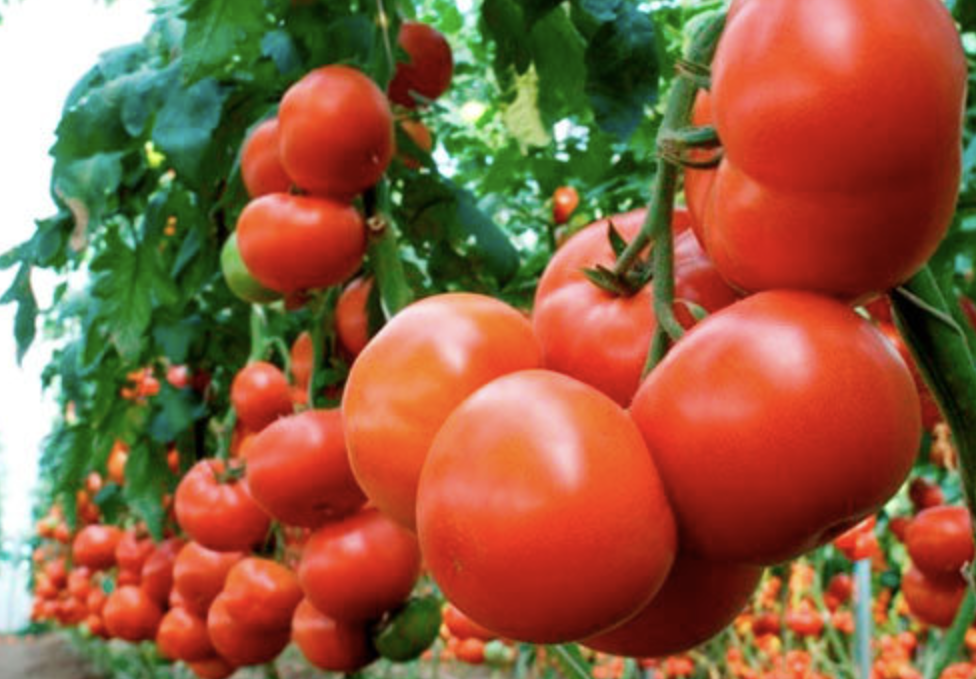 Ранние сорта томатов для теплиц и открытого грунта - Блог Агрикс