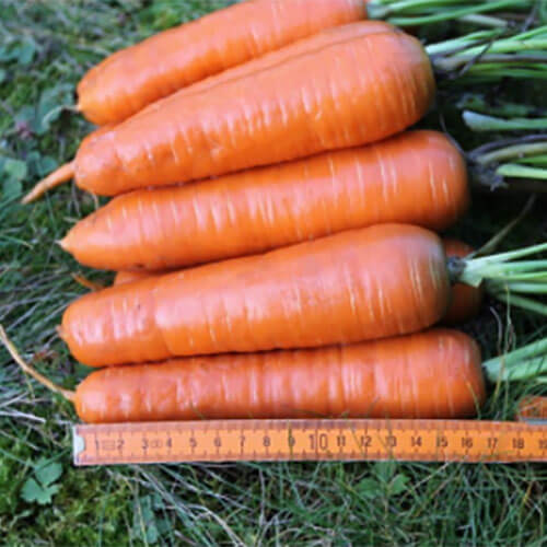 Морковь гибриды. Морковь гибрид. Морковь семена гибриды. Морковь Купар. Семена моркови гибридной пачка.