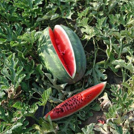 Семена арбуза Паладин F1 Sakata 1 000 шт, Фасовка: Проф упаковка 1 000 шт | Agriks