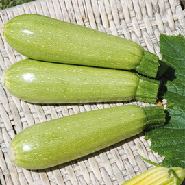 Семена кабачка Грин светло-зеленого Hortus от 50 г, Фасовка: Проф упаковка 50 г | Agriks