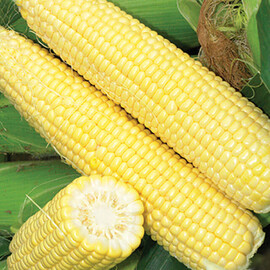 Насіння кукурудзи цукрової Сігнет F1 Seminis 5 000 шт, Фасовка: Проф упаковка 5 000 шт | Agriks