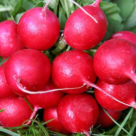 Насіння редиски Карбона Nasko від 50 г, Фасовка: Проф упаковка 500 г | Agriks