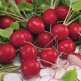 Семена редиса Сиеста Nasko от 50 г, Фасовка: Проф упаковка 50 г | Agriks