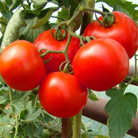 Насіння томату детермінантного Верона F1 Nasko від 100 шт, Фасовка: Проф упаковка 100 шт | Agriks