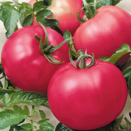 Насіння томату детермінантного Зоріна F1 Nasko від 100 шт, Фасовка: Проф упаковка 100 шт | Agriks