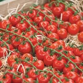 Насіння томату Грета F1 Nasko 250 шт, Фасовка: Проф упаковка 250 шт | Agriks