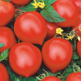 Семена томата индетерминантного Исла-Гранде F1 Nasko от 100 шт, Фасовка: Проф упаковка 100 шт | Agriks