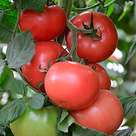 Насіння томату індетермінантного Канна 218 F1 Seminis від 500 шт, Фасовка: Проф упаковка 500 шт | Agriks