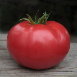 Насіння томату індетермінантного Кібо F1 Kitano Seeds від 10 шт, Фасовка: Проф упаковка 500 шт | Agriks