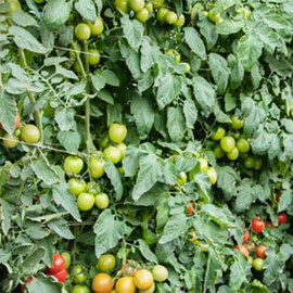 Насіння томату індетермінантного Томоко F1 Bejo 1 000 шт, Фасовка: Проф упаковка 1 000 шт | Agriks