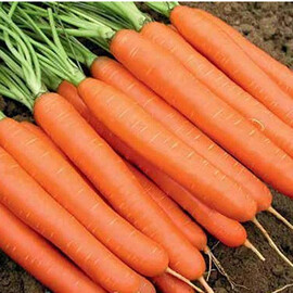 Насіння моркви Ханіснекс F1 Nunhems 100 000 шт (1,4-1,6), Фасовка: Проф упаковка 100 000 шт (1,4 - 1,6) | Agriks