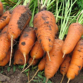Семена моркови Курода Шантане United Genetics 500 г | Agriks