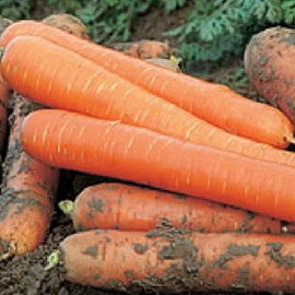 Насіння моркви Метро F1 Аgri Saaten від 25 000 шт, Фасовка: Проф упаковка 25 000 шт | Agriks