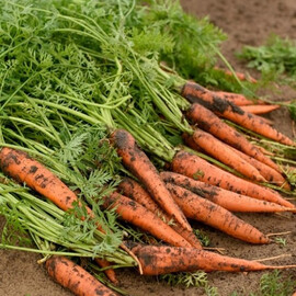 Насіння моркви Сетан F1 Wing Seed 100 000 (2,0-2,2) шт | Agriks