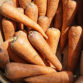 Насіння моркви СВ 3118 F1 Seminis 200 000 шт (1,4-1,6), Фасовка: Проф упаковка 200 000 шт (1,4 - 1,6) | Agriks