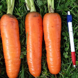 Насіння моркви Танжеріна F1 Takii Seed 100 000 (1,6-2,0) шт, Фасовка: Проф упаковка 100 000 шт | Agriks