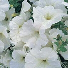 Семена петунии Танака White Kitano Seeds от 250 шт драже, Разновидности: White, Фасовка: Проф упаковка 500 шт | Agriks
