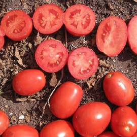 Насіння томату детермінантного Апгрейд F1 Еsasem від 1 000 шт, Фасовка: Проф упаковка 1 000 шт | Agriks