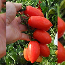 Насіння томату детермінантного Брісколіно F1 United Genetics від 10 шт, Фасовка: Проф упаковка 10 000 шт | Agriks