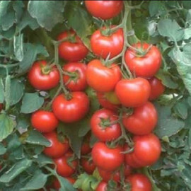 Насіння томату детермінантного Галаксі F1 Еsasem 1 000 шт | Agriks