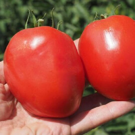 Насіння томату детермінантного Кафа F1 Clause від 1 000 шт, Фасовка: Проф упаковка 1 000 шт | Agriks