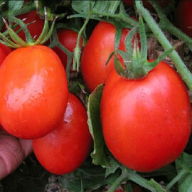 Насіння томату детермінантного Каліендо F1 Еsasem від 1 000 шт | Agriks