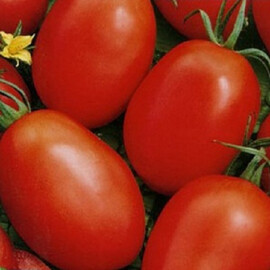 Насіння томату детермінантного Кармен F1 NongWoo Bio 1 000 шт | Agriks