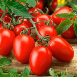 Насіння томату детермінантного Ксіко F1 NongWoo Bio 1 000 шт, Фасовка: Проф упаковка 1 000 шт | Agriks