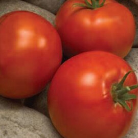 Насіння томату детермінантного Лінда F1 Sakata 1 000 шт, Фасовка: Проф упаковка 1 000 шт | Agriks