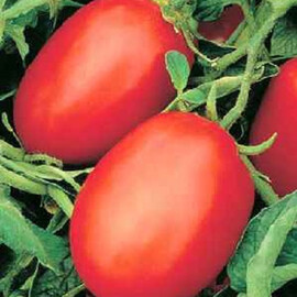 Насіння томату детермінантного Омнія F1 NongWoo Bio 1 000 шт | Agriks