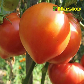 Насіння томату детермінантного Севілья F1 Nasko від 100 шт, Фасовка: Проф упаковка 100 шт | Agriks