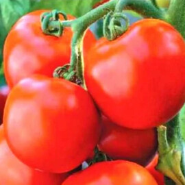 Насіння томату детермінантного Тіпринц F1 United Genetics 1 000 шт | Agriks