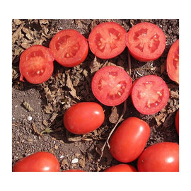 Насіння томату детермінантного UG 124 F1 United Genetics 1 000 шт | Agriks