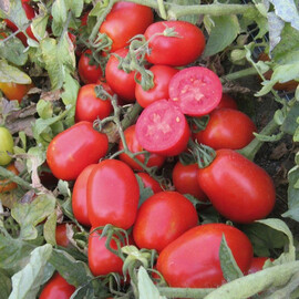 Насіння томату детермінантного UG 161 F1 United Genetics 10 000 шт | Agriks