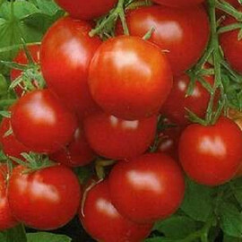 Насіння томату детермінантного Уракан F1 United Genetics 1 000 шт | Agriks