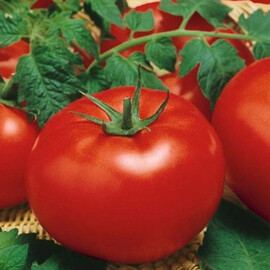 Насіння томату індетермінантного Біг Біф F1 Seminis від 10 шт, Фасовка: Міні упаковка 10 шт | Agriks