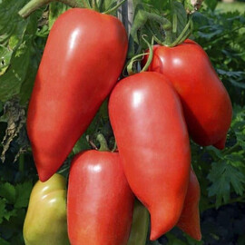 Насіння томату індетермінантного Корнабел F1 Hazera 250 шт, Фасовка: Проф упаковка 250 шт | Agriks