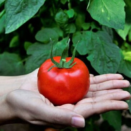 Насіння томату індетермінантного Маско F1 Clause 250 шт | Agriks