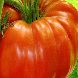 Насіння томату індетермінантного Монталбан F1 United Genetics 1 000 шт | Agriks