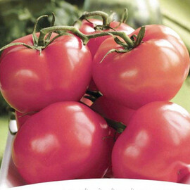 Насіння томату індетермінантного Пінк Топ F1 NongWoo Bio 250 шт | Agriks