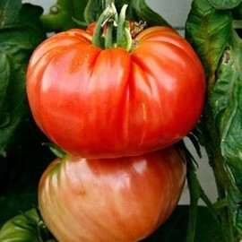 Насіння томату індетермінантного Раціоло F1 United Genetics 1 000 шт | Agriks