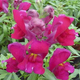 Насіння антірінума карликового Снептіні F1 фіолетовий 100 шт драже Syngenta Flowers, Різновиди: Фіолетовий, Фасовка: Проф упаковка 100 шт драже | Agriks