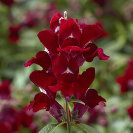 Насіння антірінуму карликового Снептіні F1 червоний 100 шт Syngenta Flowers, Різновиди: Червоний, Фасовка: Проф упаковка 100 шт драже | Agriks