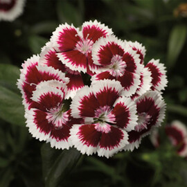 Семена гвоздики турецкой Диабунда F1 красная пикоте Syngenta Flowers 100 шт драже, Разновидности: Красная Пикоте, Фасовка: Проф упаковка 100 шт драже | Agriks
