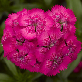 Семена гвоздики турецкой Диабунда F1 розовая Syngenta Flowers 100 шт драже, Разновидности: Розовый, Фасовка: Проф упаковка 100 шт драже | Agriks