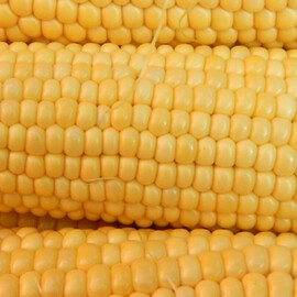 Насіння кукурудзи цукрової Чемпіон (Багратіон) F1 МНАГОР від 1 000 шт, Фасовка: Середня упаковка 50 шт | Agriks